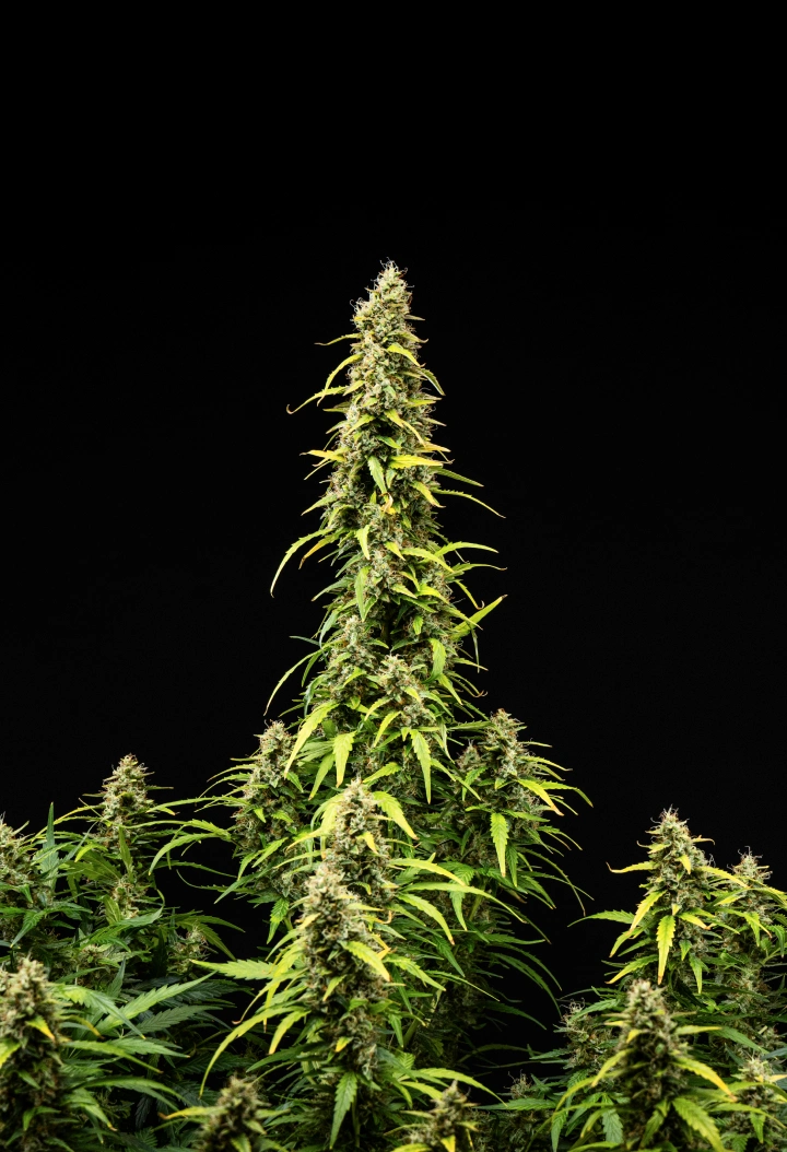 Φυτό κάνναβης Wedding Cake Auto κατά την 9η εβδομάδα του grow report, δείχνοντας ψηλές ώριμες cola, πυκνά ρητινώδη άνθη, φύλλα που ξεθωριάζουν και τελική ανάπτυξη ανθοφορίας σε μαύρο φόντο.