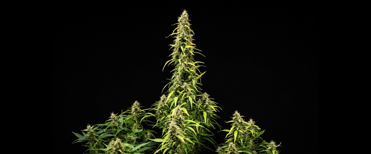 Φυτό κάνναβης Wedding Cake Auto κατά την 9η εβδομάδα του grow report, δείχνοντας ψηλές ώριμες cola, πυκνά ρητινώδη άνθη, φύλλα που ξεθωριάζουν και τελική ανάπτυξη ανθοφορίας σε μαύρο φόντο.