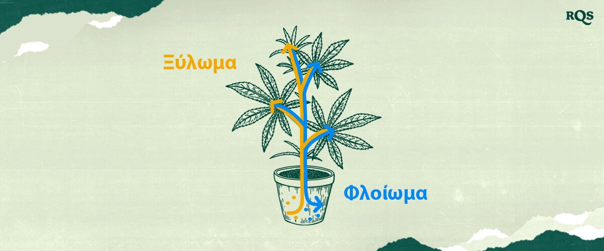 Κατανοήστε το ξύλο και το φλοίωμα της κάνναβης! Αυτή η εικόνα δείχνει πώς το νερό και τα θρεπτικά συστατικά (ξύλο - μπλε) και τα σάκχαρα (φλοίωμα - πορτοκαλί) μεταφέρονται σε όλο το φυτό της μαριχουάνας. Μάθετε για τα αγγειακά συστήματα των φυτών.