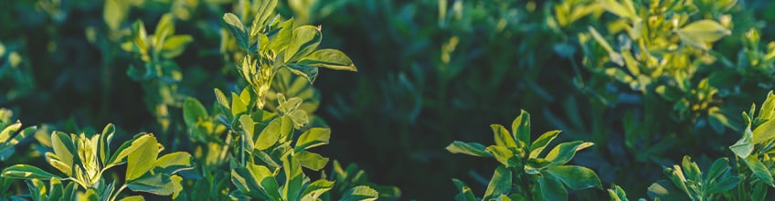 Companion Plants for Cannabis Companion Plants for Cannabis