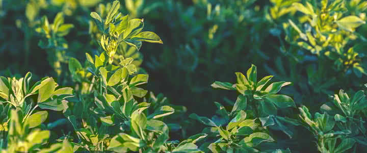 Companion Plants for Cannabis Companion Plants for Cannabis