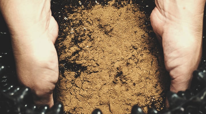Bat Guano Bat Guano