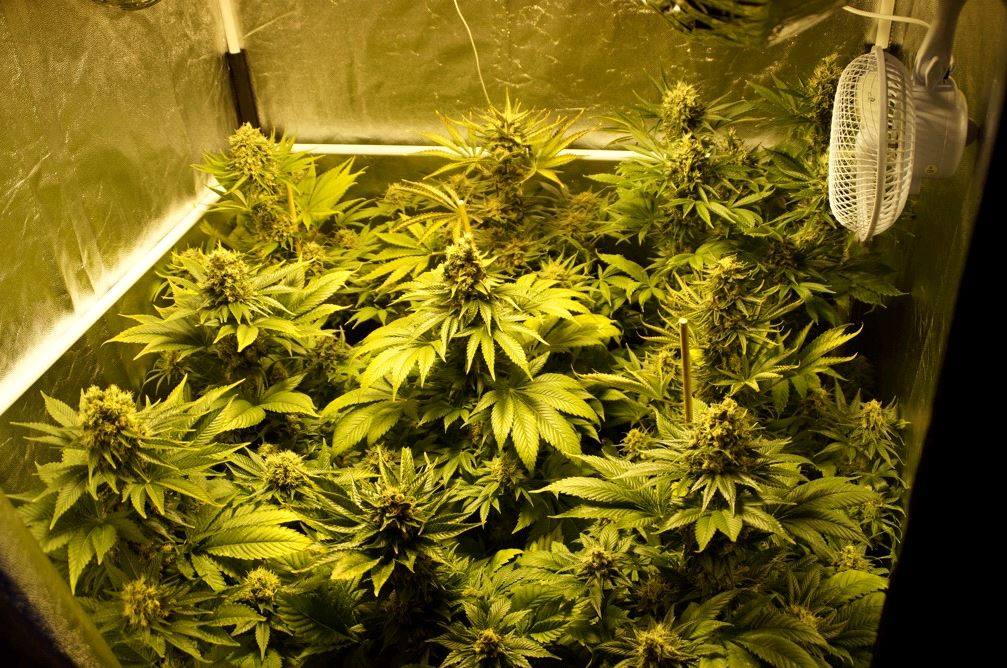 best marijuana seeds best marijuana seeds