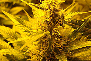 Χρόνος ανθοφορίας φυτού μαριχουάνας Flowering time from a marijuana plant