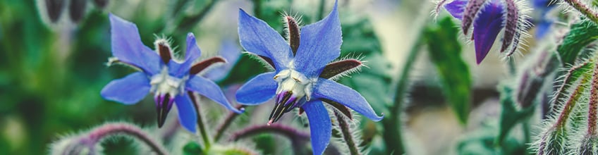 Companion Plants for Cannabis Companion Plants for Cannabis