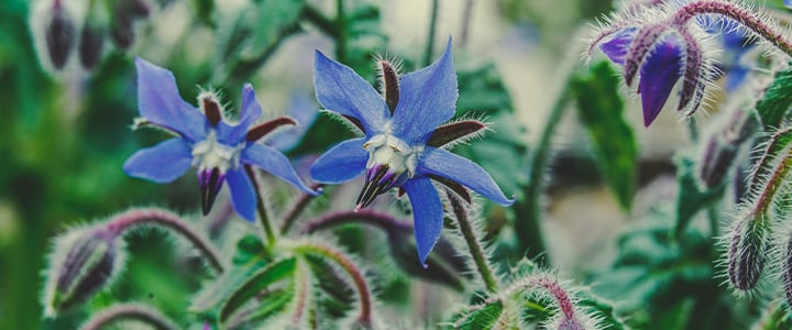 Companion Plants for Cannabis Companion Plants for Cannabis