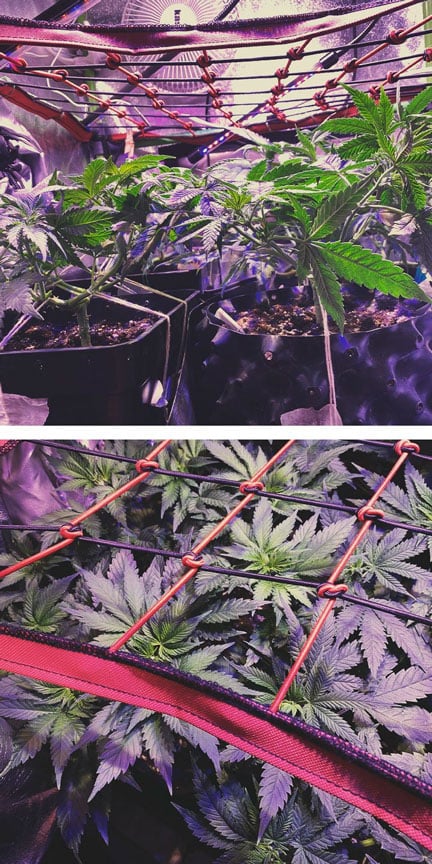 ENHANCE SCROG WITH OTHER CANNABIS TRAINING TECHNIQUES ENHANCE SCROG WITH OTHER CANNABIS TRAINING TECHNIQUES
