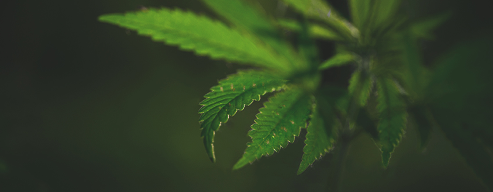 What Cannabis Leaves Can Tell You