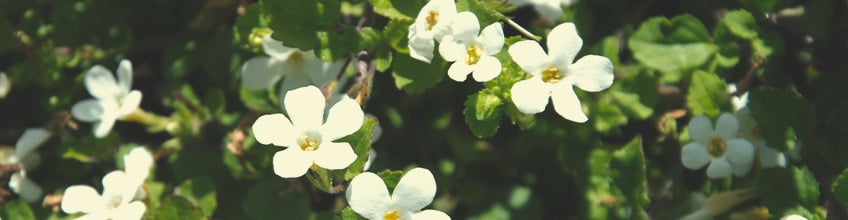 Companion Plants for Cannabis Companion Plants for Cannabis