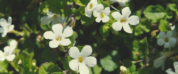 Companion Plants for Cannabis Companion Plants for Cannabis