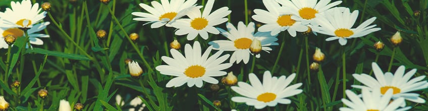 Companion Plants for Cannabis Companion Plants for Cannabis