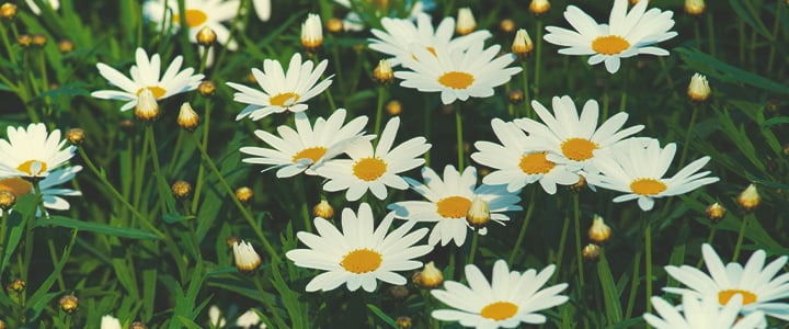 Companion Plants for Cannabis Companion Plants for Cannabis