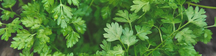 Companion Plants for Cannabis Companion Plants for Cannabis