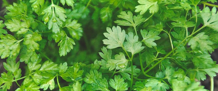 Companion Plants for Cannabis Companion Plants for Cannabis