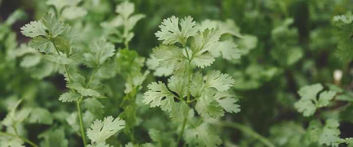 Companion Plants for Cannabis Companion Plants for Cannabis