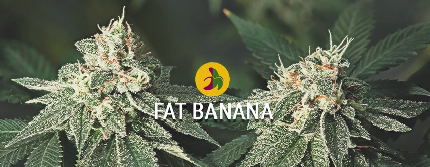 Fat Banana:  I Pio Megáli kai Iskhirí Pikilía Banana Kush