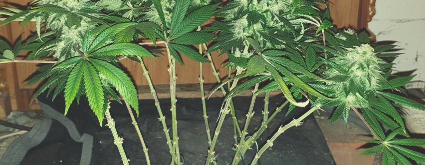 Defoliation Defoliation