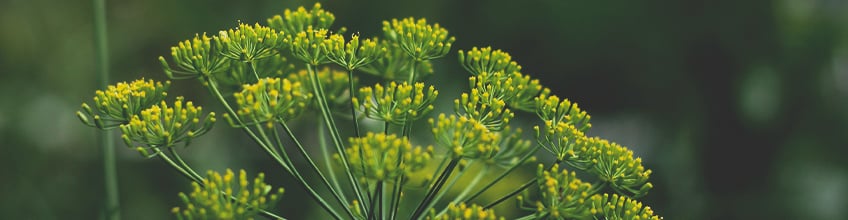 Companion Plants for Cannabis Companion Plants for Cannabis