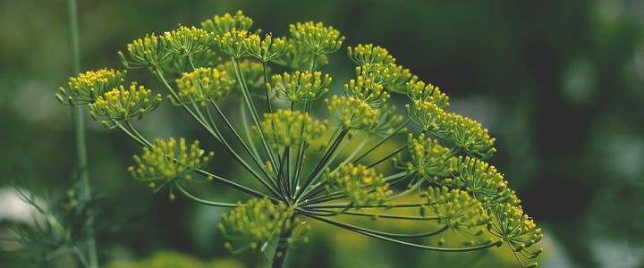 Companion Plants for Cannabis Companion Plants for Cannabis