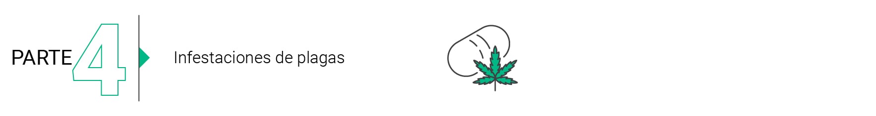 Bases del Cultivo de Marihuana en Exterior (Parte 1) Bases del Cultivo de Marihuana en Exterior (Parte 1)