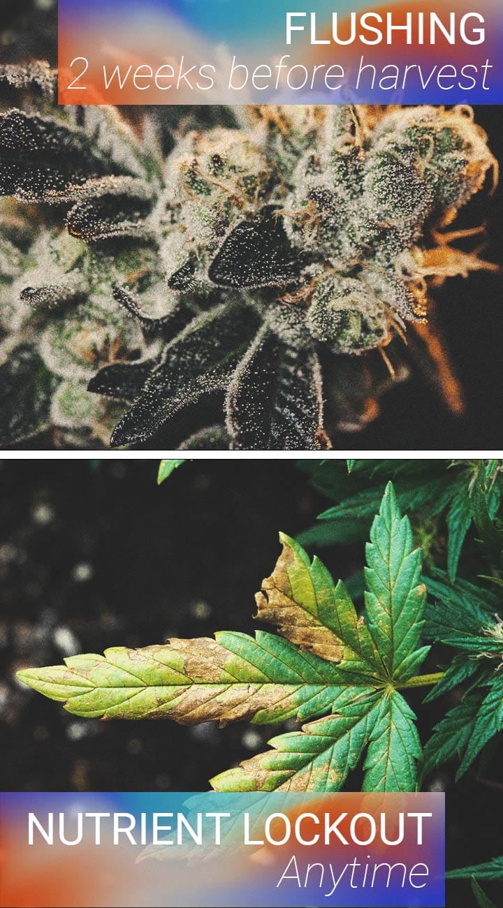 The best time to flush your cannabis The best time to flush your cannabis