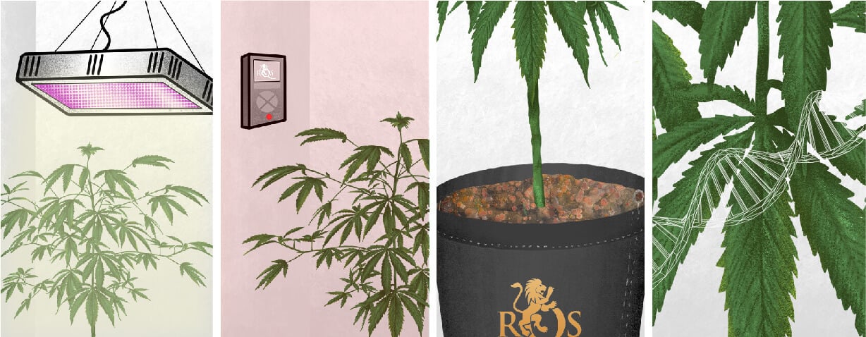 Reason For Foxtailing Cannabis Reason For Foxtailing Cannabis