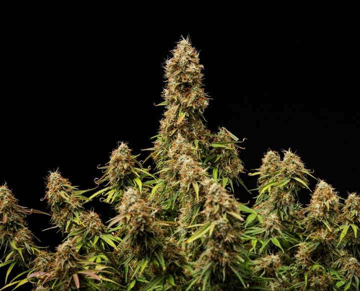 Τελικό αποτέλεσμα Gaia F1 Πυκνά, ρητινώδη άνθη με πλήρως ώριμη δομή στο τέλος του κύκλου