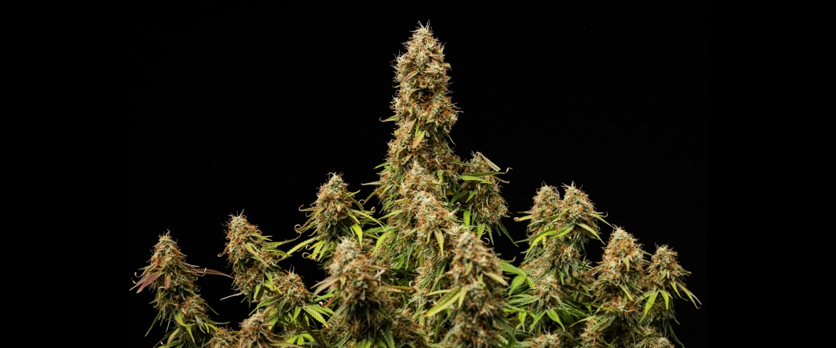 Τελικό αποτέλεσμα Gaia F1 Πυκνά, ρητινώδη άνθη με πλήρως ώριμη δομή στο τέλος του κύκλου