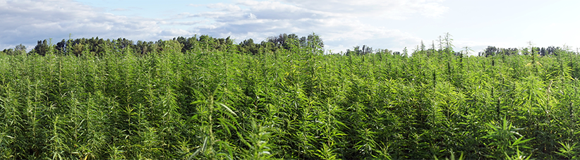 outdoor growing cannabis outdoor growing cannabis