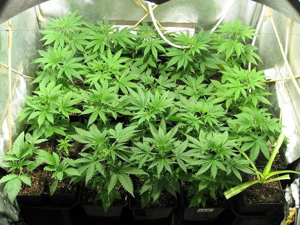 indoor marijuana growing indoor marijuana growing