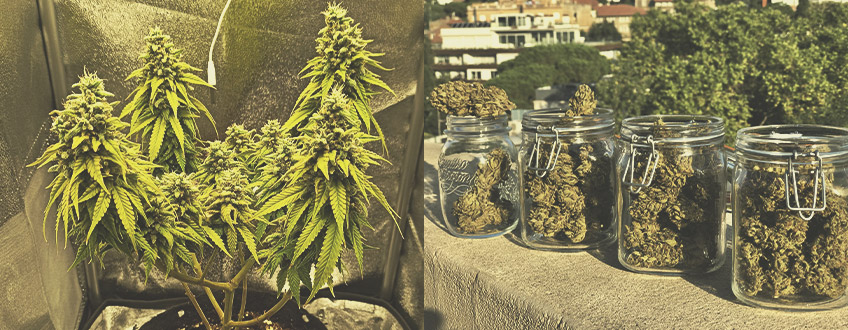 Who Uses Automatic Cannabis Strains, and Why? Who Uses Automatic Cannabis Strains, and Why?