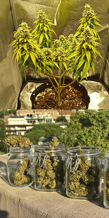 Who Uses Automatic Cannabis Strains, and Why? Who Uses Automatic Cannabis Strains, and Why?