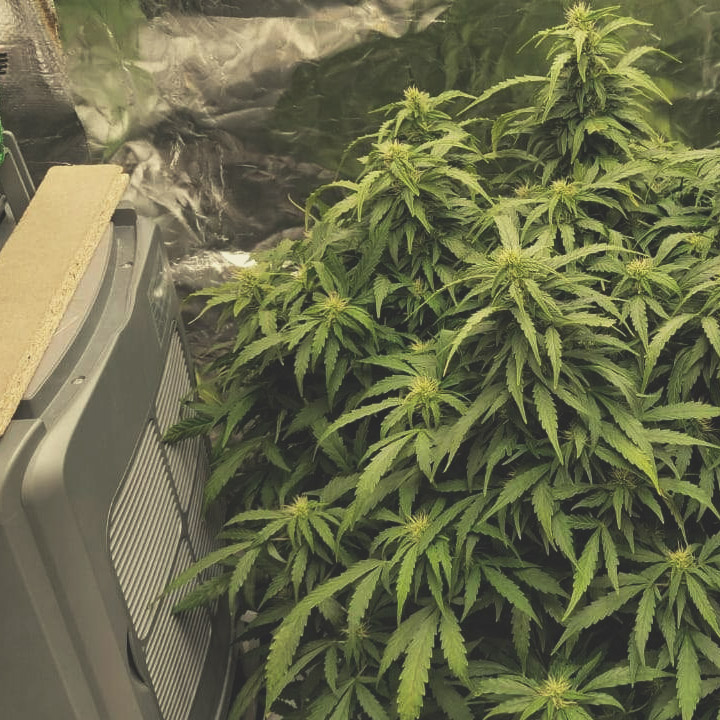 How to Grow Autoflowering Seeds How to Grow Autoflowering Seeds