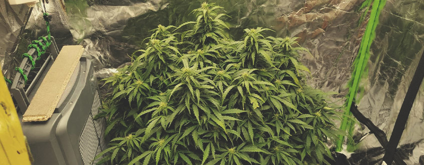 How to Grow Autoflowering Seeds How to Grow Autoflowering Seeds