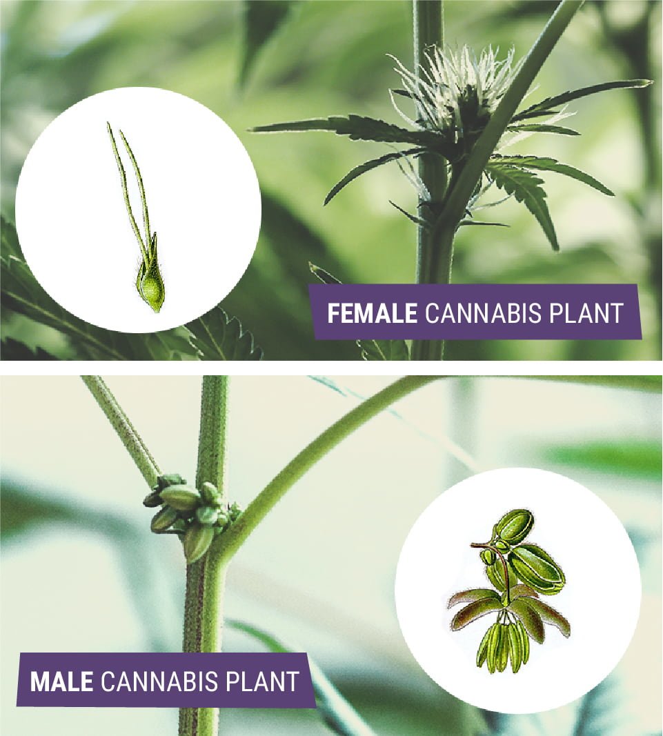 Male vs Female Cannabis: What's The Difference?