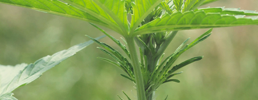 Late Vegetative Late Vegetative