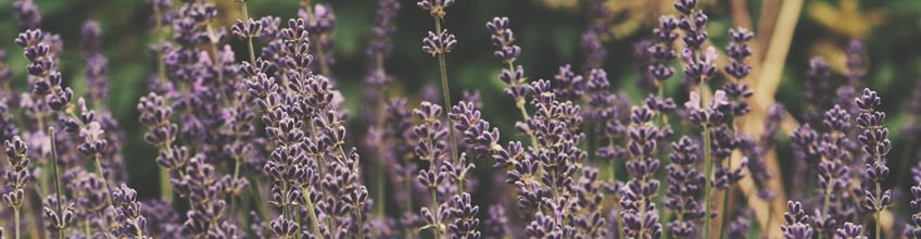 Companion Plants for Cannabis Companion Plants for Cannabis