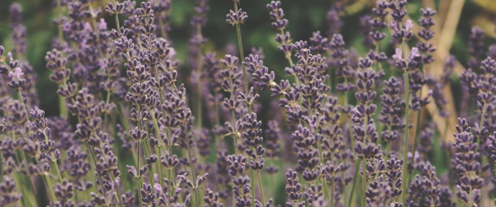 Companion Plants for Cannabis Companion Plants for Cannabis
