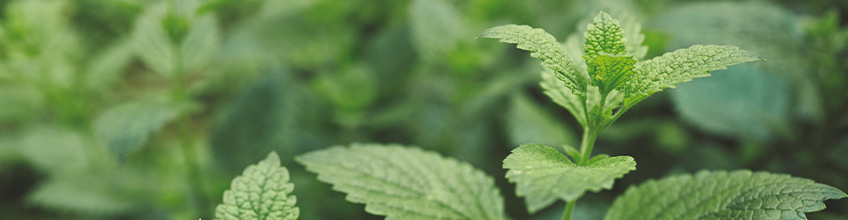 Companion Plants for Cannabis