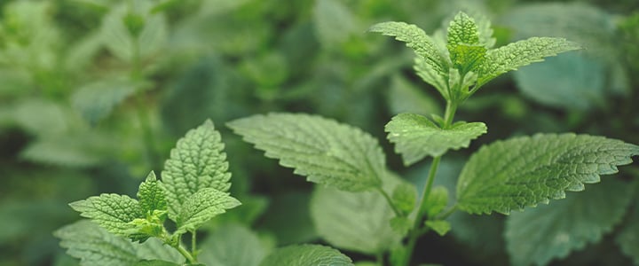 Companion Plants for Cannabis Companion Plants for Cannabis