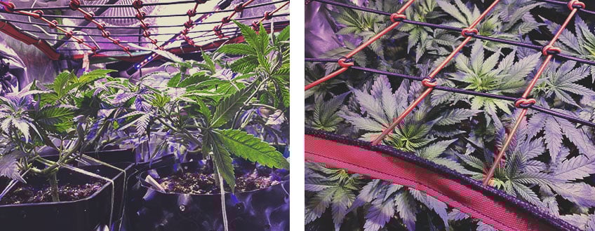 ENHANCE SCROG WITH OTHER CANNABIS TRAINING TECHNIQUES ENHANCE SCROG WITH OTHER CANNABIS TRAINING TECHNIQUES