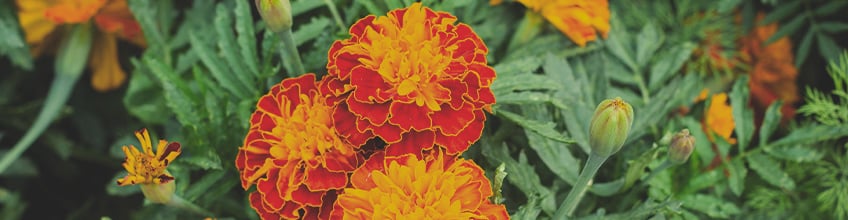 Companion Plants for Cannabis Companion Plants for Cannabis