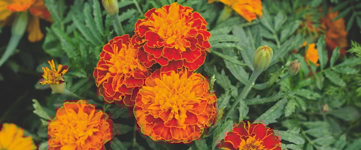 Companion Plants for Cannabis Companion Plants for Cannabis