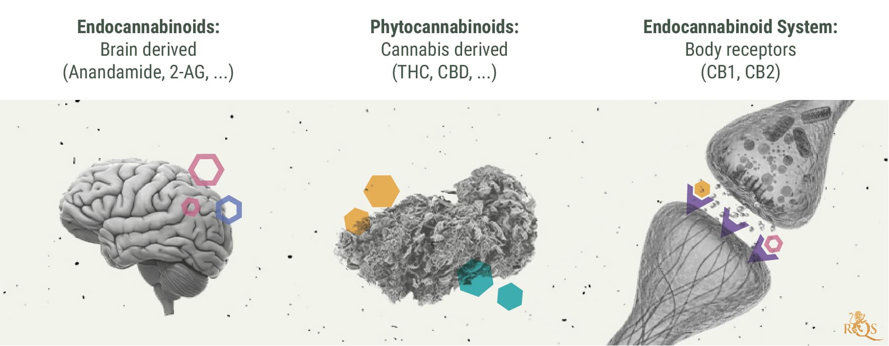 The Link Between Migraines and Cannabis The Link Between Migraines and Cannabis