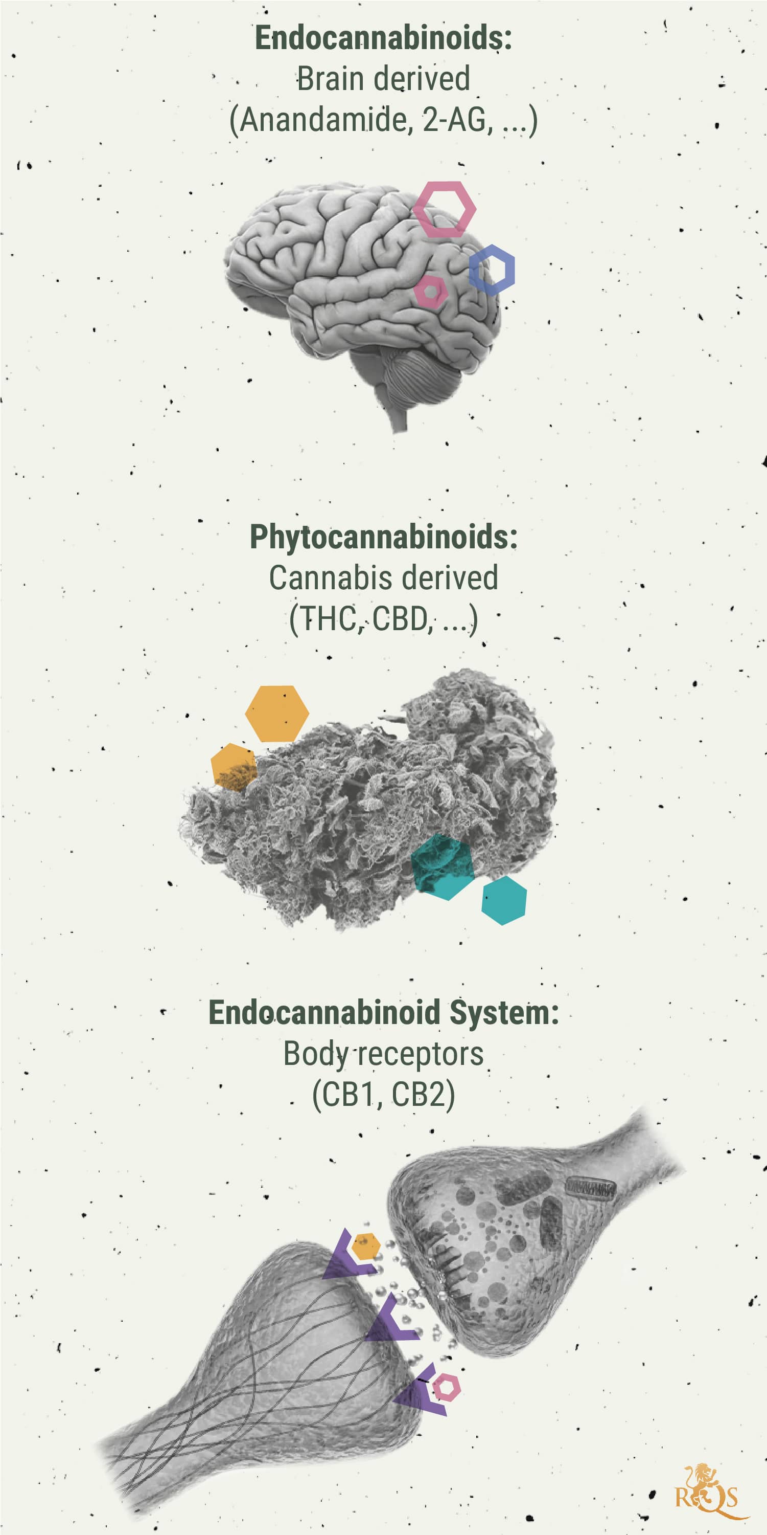 The Link Between Migraines and Cannabis The Link Between Migraines and Cannabis