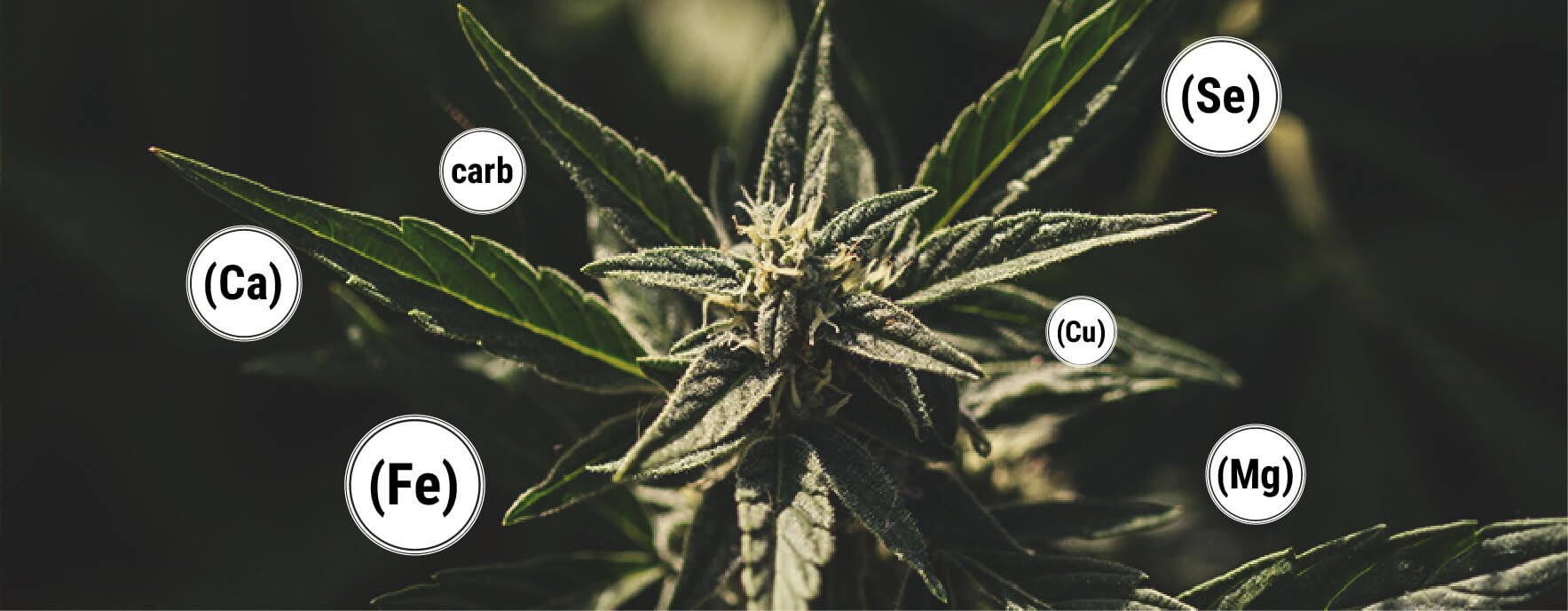 ¿Cómo beneficia la melaza a las plantas de marihuana? ¿Cómo beneficia la melaza a las plantas de marihuana?