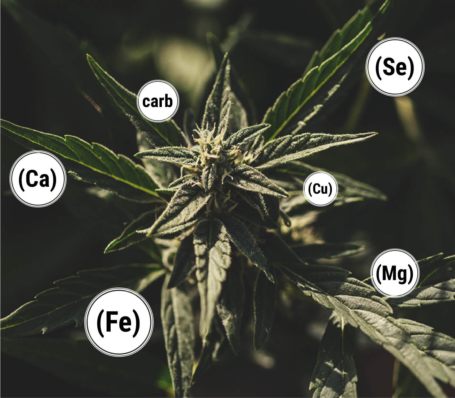 ¿Cómo beneficia la melaza a las plantas de marihuana? ¿Cómo beneficia la melaza a las plantas de marihuana?