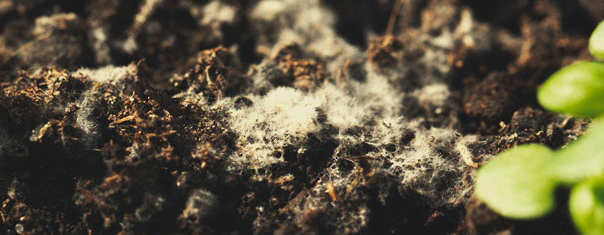 Mould in Soil