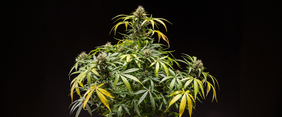 Φυτό κάνναβης North Thunderfuck με πυκνά ρητινώδη άνθη, πορτοκαλί πιστίλια και παγωμένα τριχώματα κατά το τελικό στάδιο ανθοφορίας