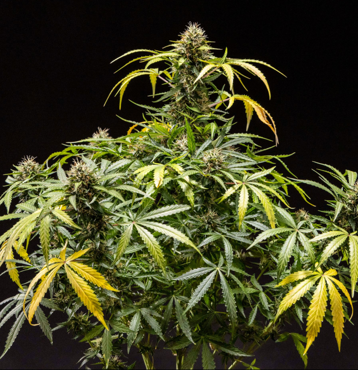 Φυτό κάνναβης North Thunderfuck με πυκνά ρητινώδη άνθη, πορτοκαλί πιστίλια και παγωμένα τριχώματα κατά το τελικό στάδιο ανθοφορίας